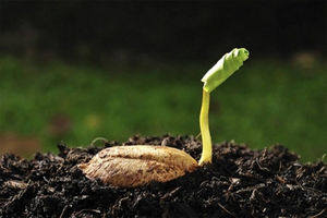 وابستگی ایران به بذور و دام فناورانه به کمتر از ۸۰ درصد رسید