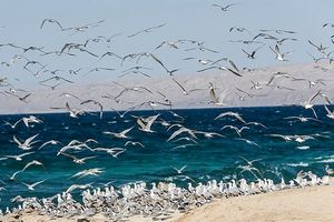 وضعیت جوی و دریایی آرام در هرمزگان