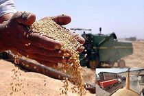 موجودی مطلوب کالا‌های اساسی و آمادگی خرید تضمینی گندم در خوزستان اعلام شد