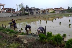 آغاز نشاء برنج در 1000 هکتار از شالیزارهای نوشهر