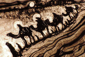 پوستر مستند غریبان رونمایی شد