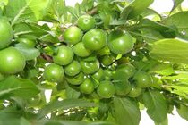 رتبه دوم آذربایجان شرقی در تولید گوجه سبز