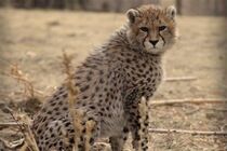 حال عمومی پیروز خوب نیست