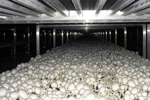 خراسان رضوی، چهارمین استان تولید کننده قارچ خوراکی کشور است