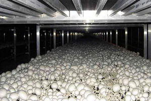 خراسان رضوی، چهارمین استان تولید کننده قارچ خوراکی کشور است