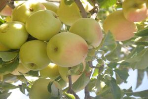 پیش بینی تولید بیش از ۲۸۰ تن سیب گلاب در بیضا