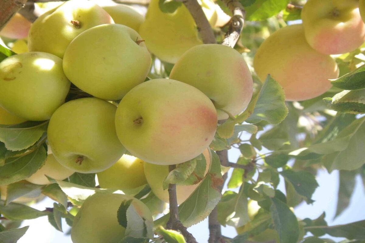 سیب گلاب