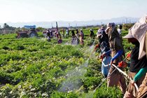 تعرفه واردات سموم ۲۰ درصد افزایش یافت / به کشاورزان خیانت می‌شود