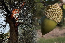 نابودی پنج هکتار جنگل صیدون باغملک در کام آتش