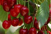 پیش بینی برداشت بیش از هفت هزار تن گیلاس از باغات استان اصفهان