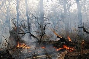 از آتش‌افروزی و رهاسازی زباله پرهیز کنید