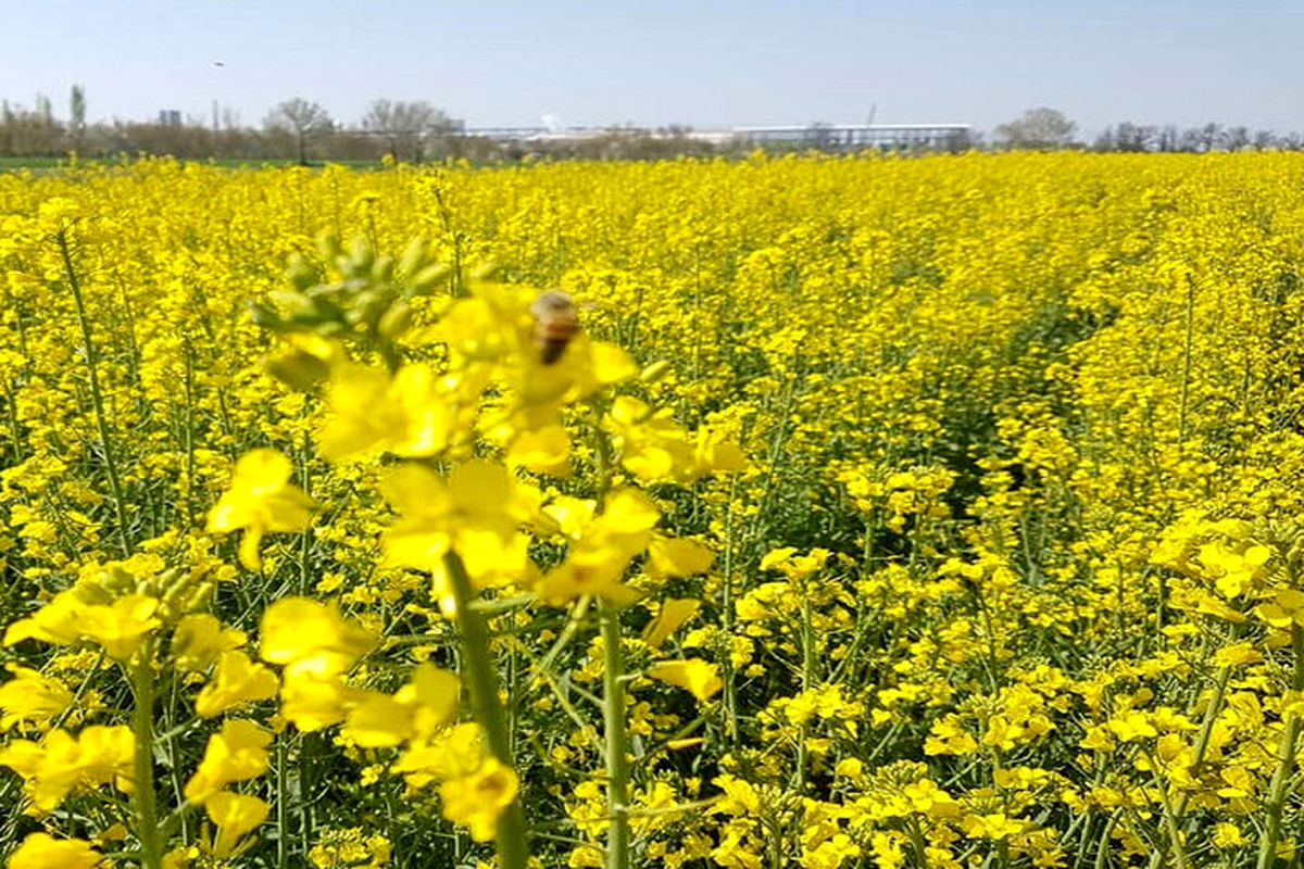 کشت کلزا در استان خراسان رضوی