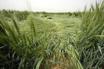 خسارت میلیاردی تگرگ در بخش رودخانه