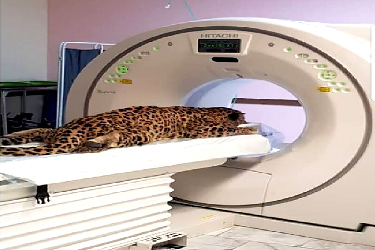  پلنگ هزار مسجد