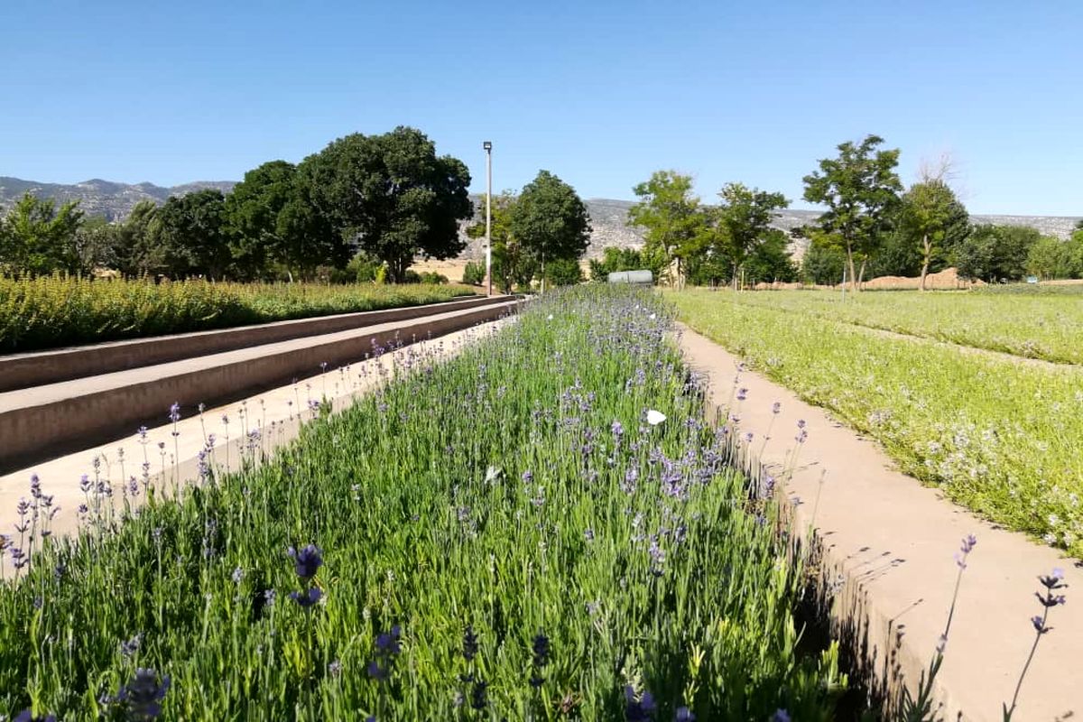 گیاهان دارویی