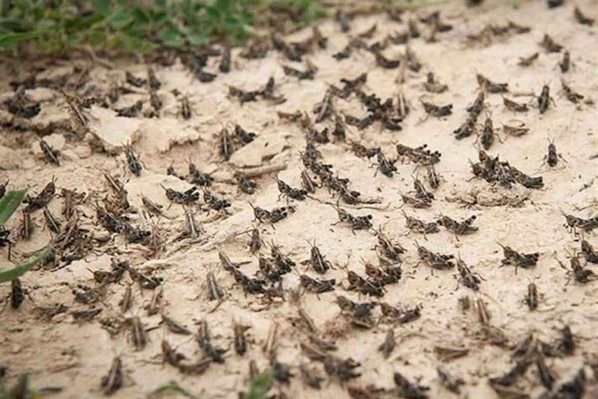 ملخ صحرایی