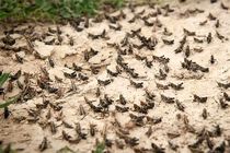 ردیابی و پایش ملخ صحرایی در خرمشهر در حال انجام است