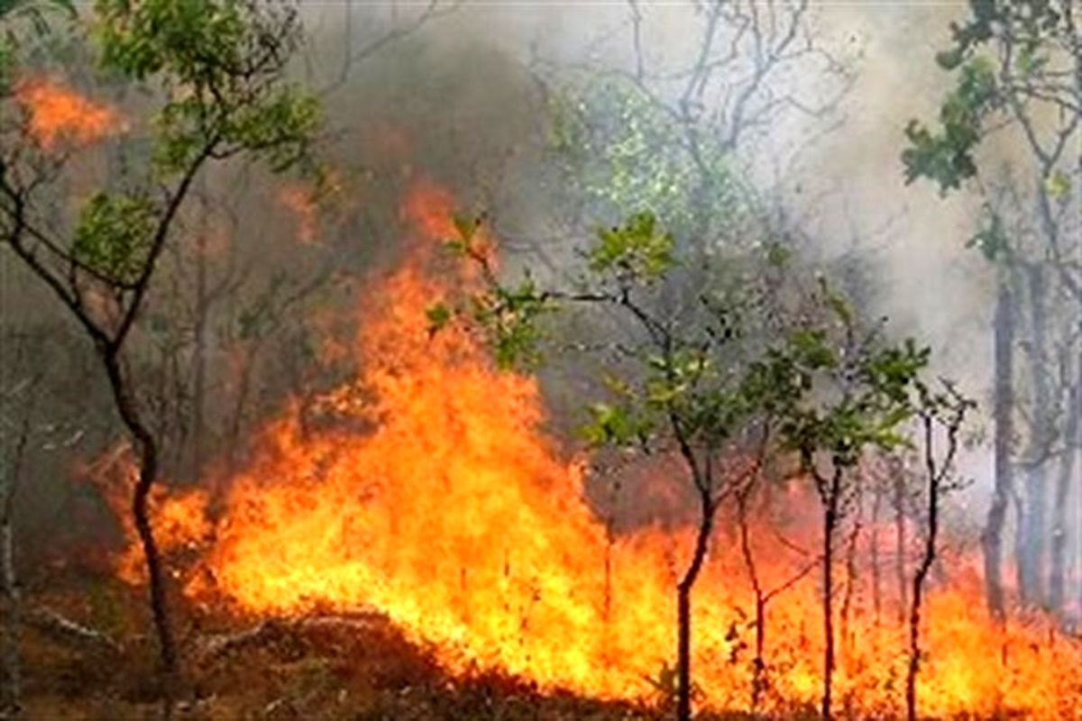 جنگل ناهار خوران گرگان طعمه حریق شد
