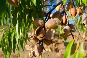 کاهش ۸۰ درصدی برداشت بادام دیم در خراسان رضوی