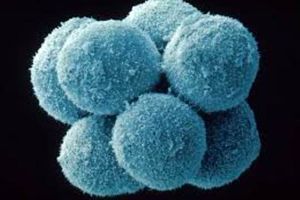 «شهر سلول» در دانشگاه خوارزمی تأسیس می شود