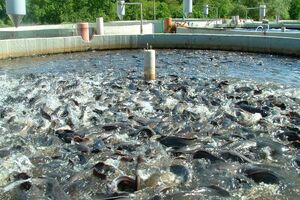 ضرورت توسعه بازار مصرف در راستای افزایش یک میلیون تنی تولید آبزیان در کشور