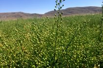 پایان کشت دانه روغنی کاملینا در مزارع بیضا