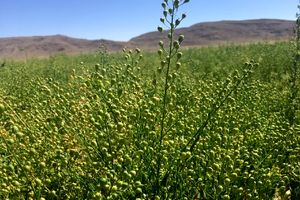 نیشابور برای اولین بار موفق به کشت دانه روغنی کاملینا شد