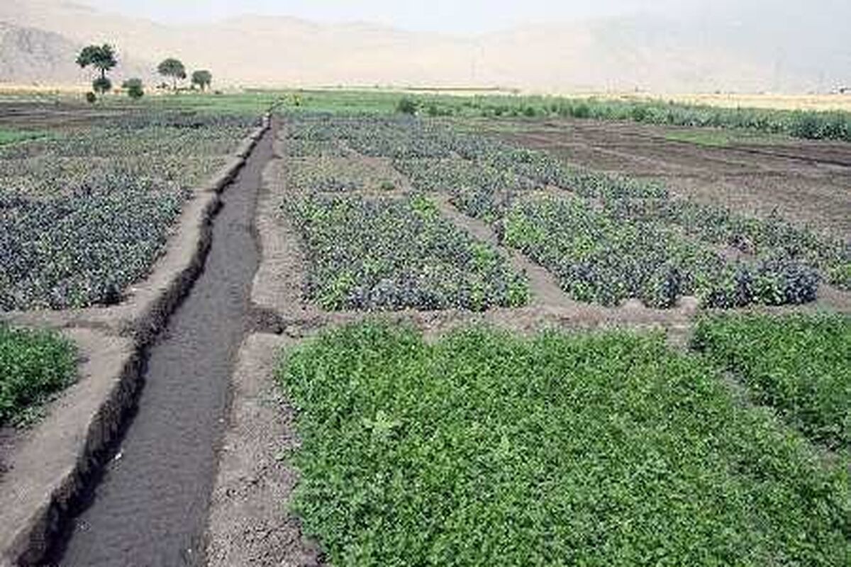 سبزی و صیفی‌جات