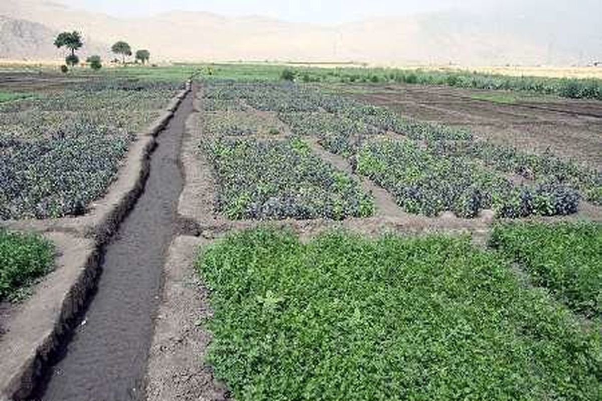 سبزی و صیفی‌جات