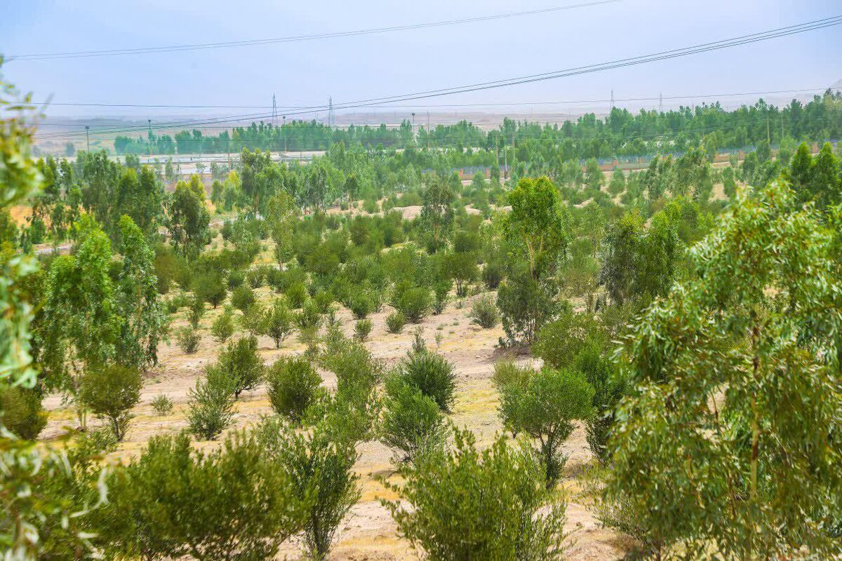 بوستان رضوان