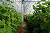 نخستین گلخانه تجاری در گلوگاه به بهره برداری رسید