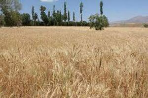 صدور بیمه نامه برای 261 هزار هکتار از اراضی کردستان