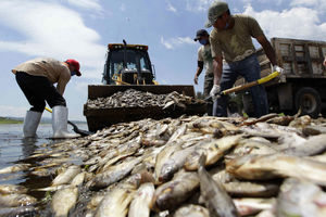 ماهی؛ جدیدترین نوع قاچاق