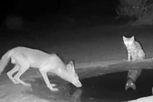 هم‌نشینی کم‌سابقه روباه و گربه وحشی آسیایی بر سر یک آبشخور در خوزستان + فیلم