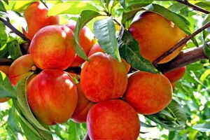 صادرات ۱۰۰ تن هلو از مازندران