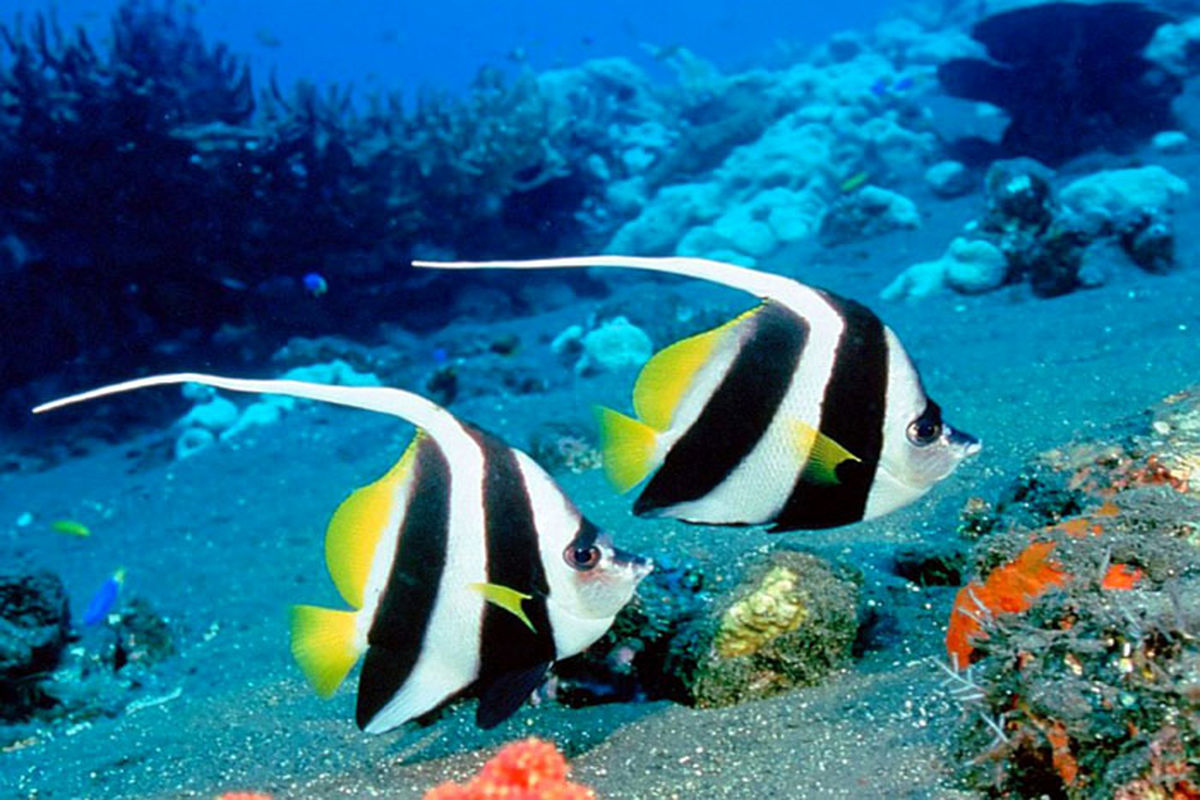 اصفهان- ماهیان زینتی