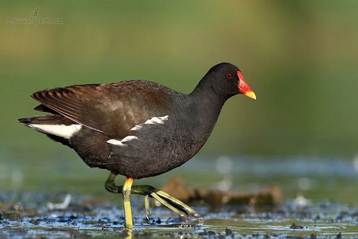 اصفهان- چنگر نوک سرخ