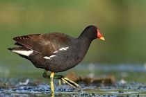 رهاسازی یک پرنده چنگر نوک سرخ در زیستگاه های کاشان 