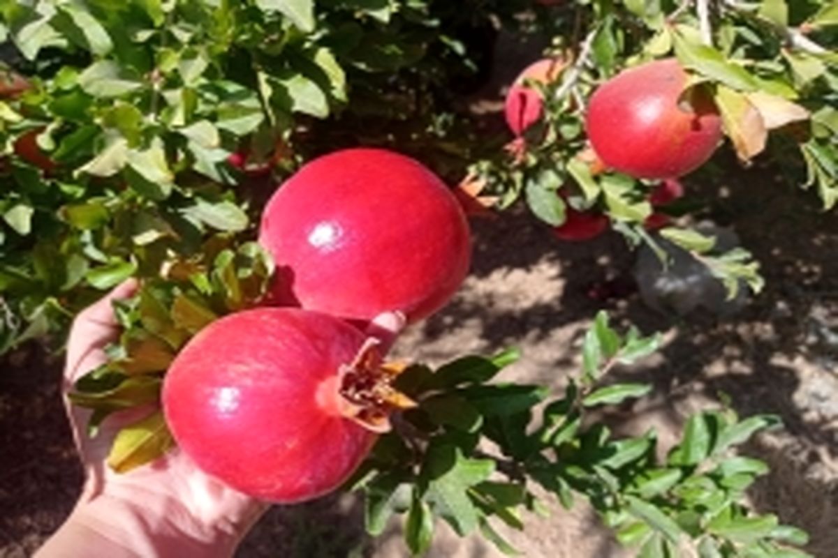 برداشت انار