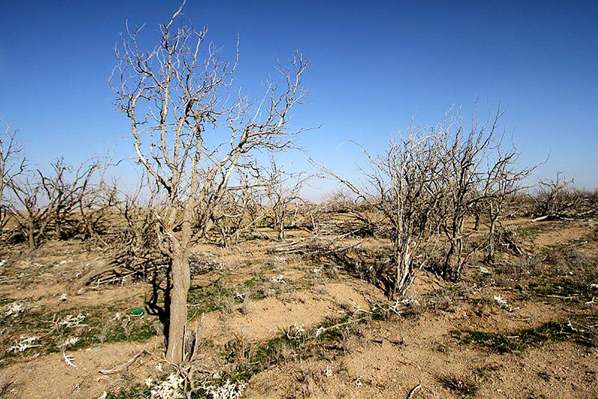  بیمه محصولات کشاورزی