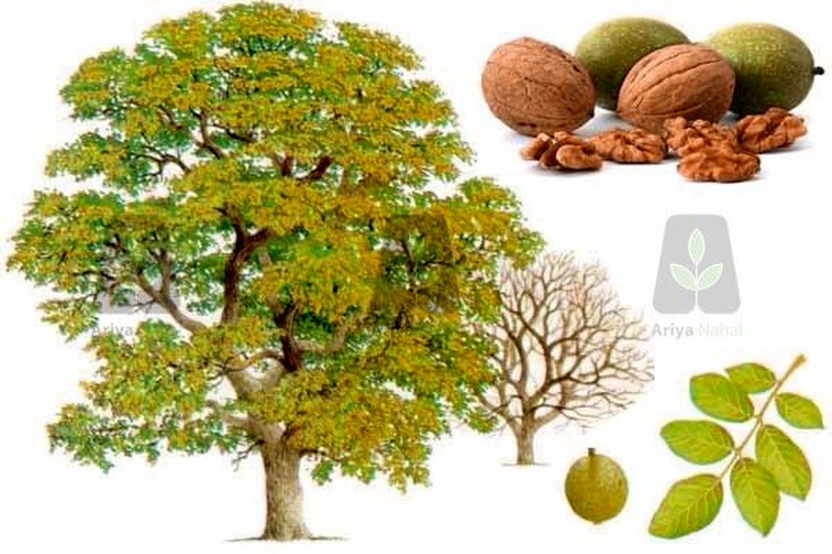 درخت گردو1