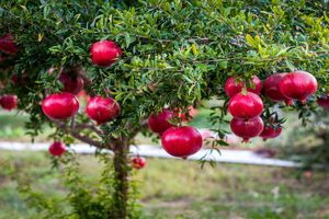 بیش از سه هزار تن انار از باغ‌های داورزن برداشت شد