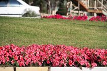 تولید و کاشت بیش از یک‌ میلیون نشای گل فصلی در بندرعباس