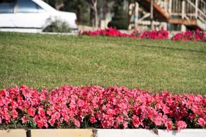 تولید و کاشت بیش از یک‌ میلیون نشای گل فصلی در بندرعباس