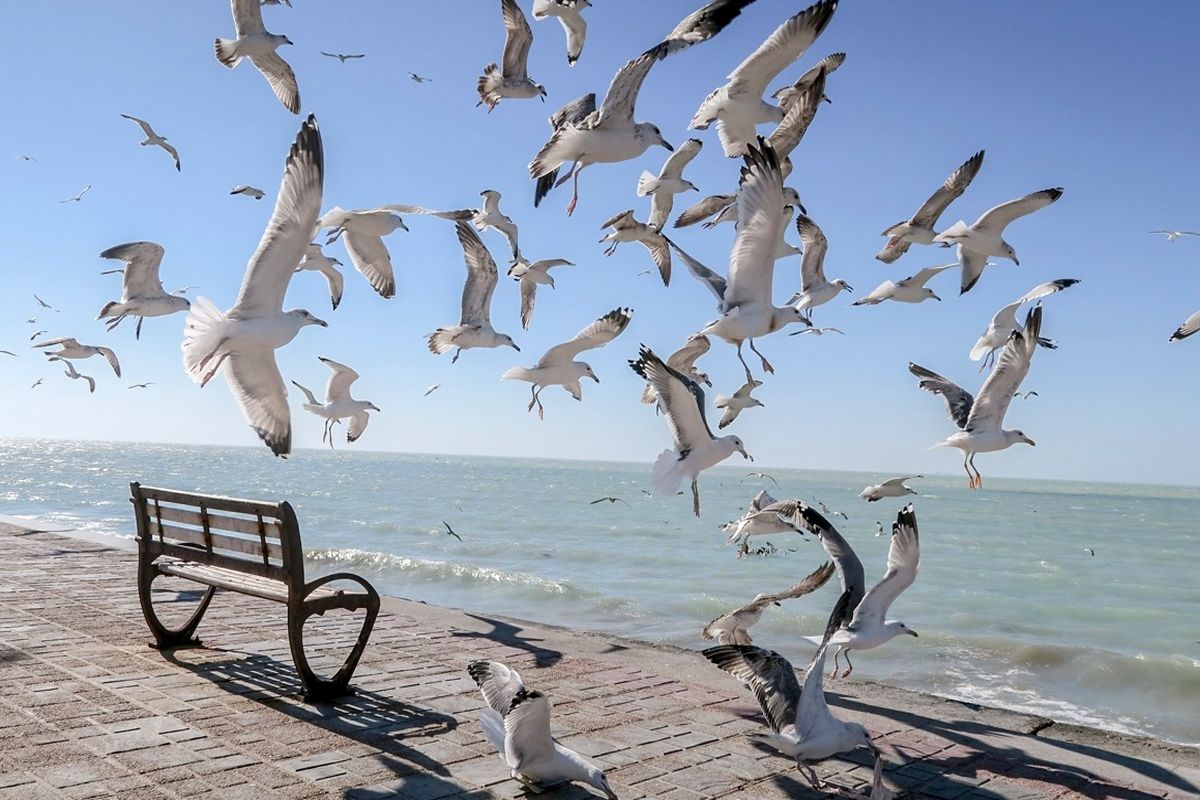 دریای آرام