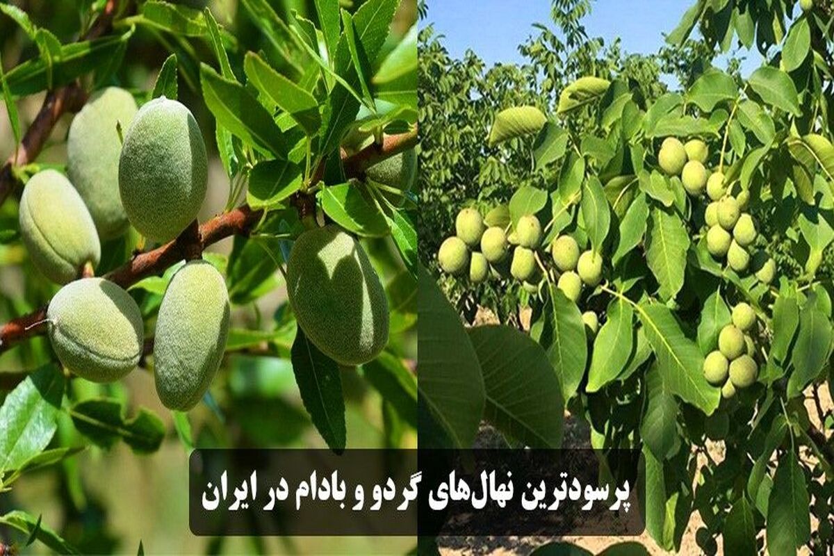 نهال گردو