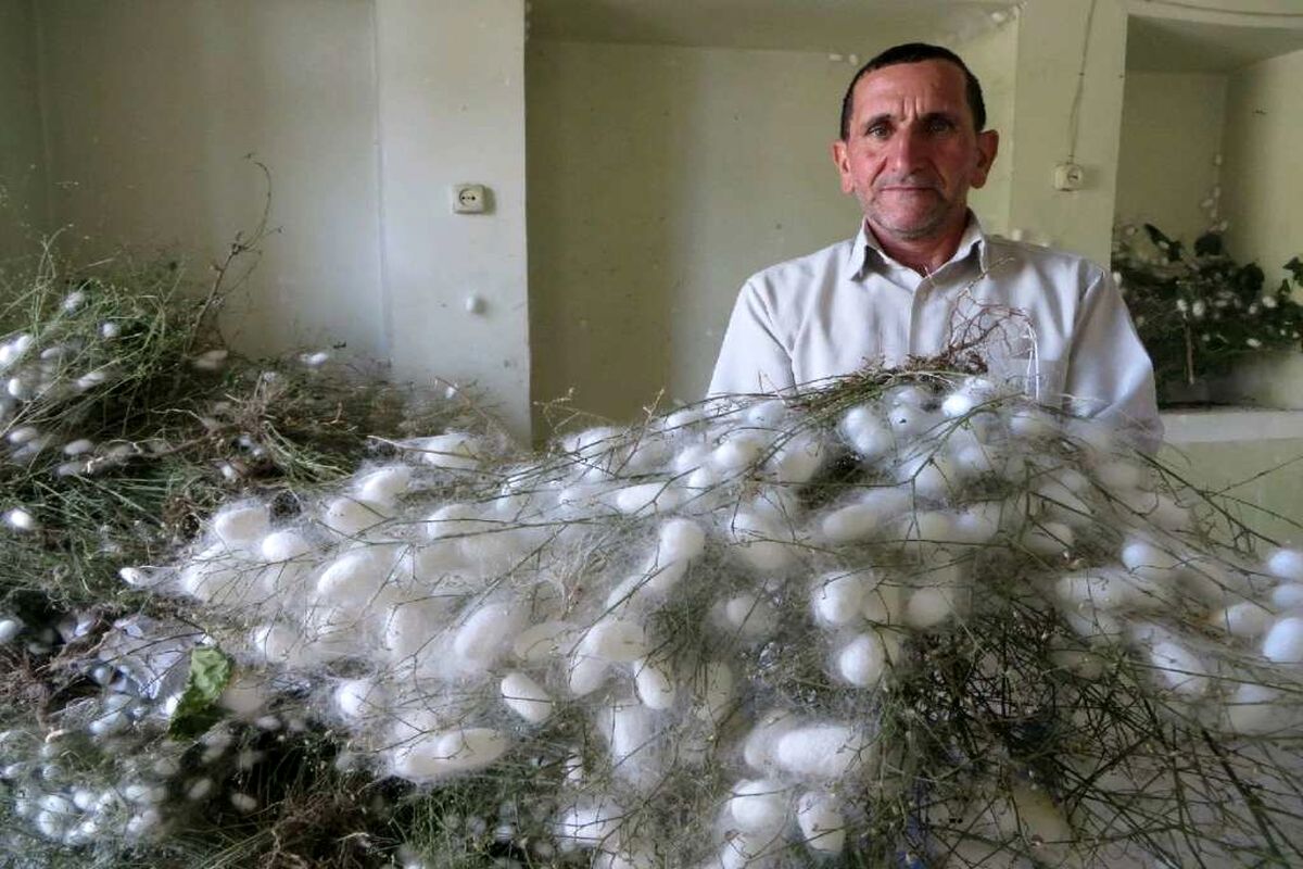 نوغانداری و تولید فرآورده‌های ابریشمی در خوشاب