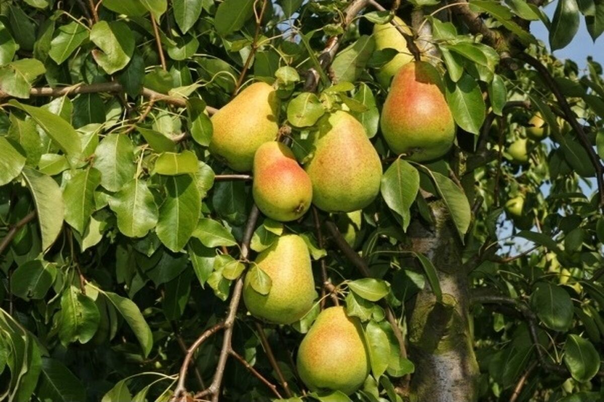  کشت گلابی در مشهد