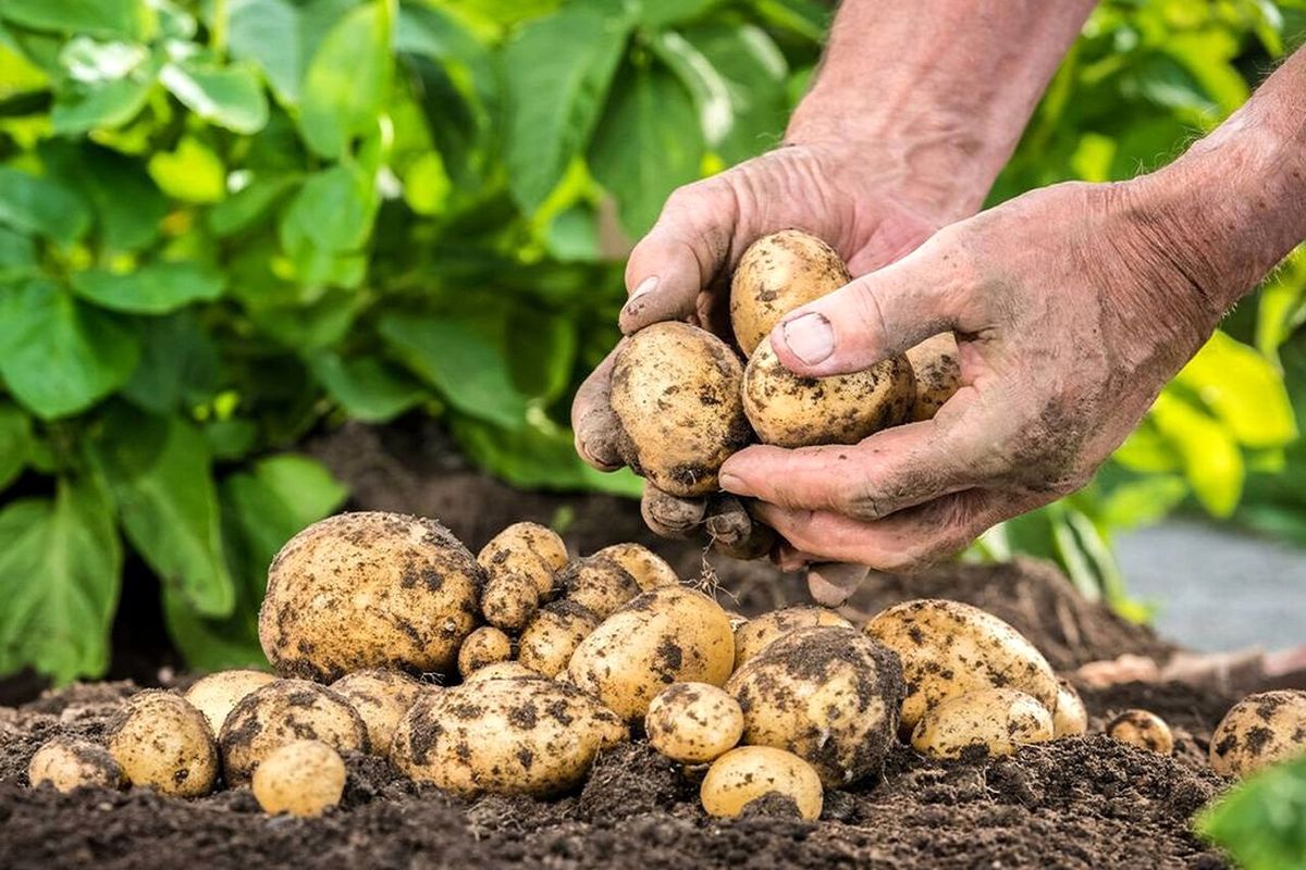 بذر سیب زمینی