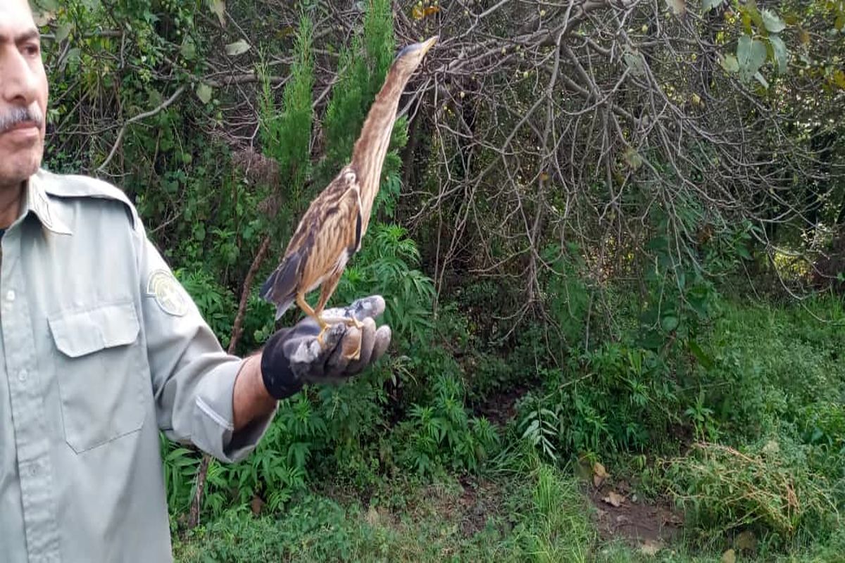 رهاسازی بوتیمار